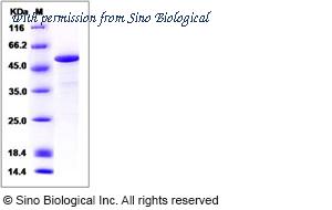 Sino Biological 13805-HNAE image 1