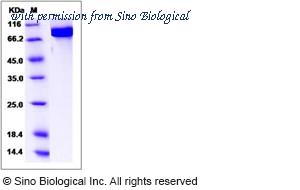 Sino Biological 14564-H20B image 1