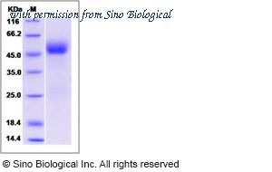 Sino Biological 10111-HCCH image 1