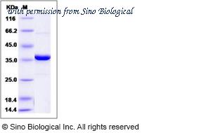 Sino Biological 10570-HNCB image 1