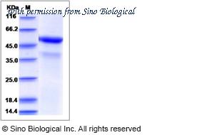Sino Biological 90096-C01H image 1