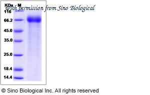 Sino Biological 90272-C02H image 1