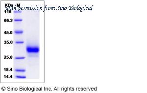 Sino Biological 13387-H08H image 1