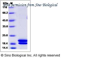 Sino Biological 90162-C08H image 1