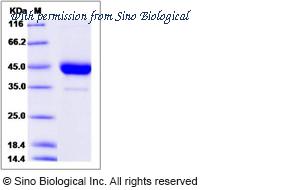 Sino Biological 90189-C04H image 1