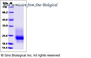 Sino Biological 51048-M07H image 1