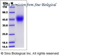Sino Biological 80349-R08H image 1