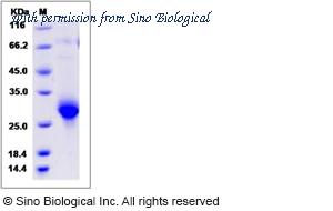 Sino Biological 80413-R08H image 1