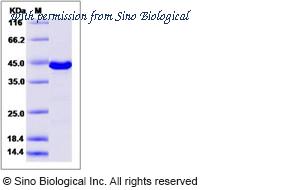 Sino Biological 15676-HNCB image 1