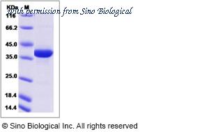 Sino Biological 13240-H05H image 1