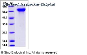 Sino Biological 12179-H08H image 1