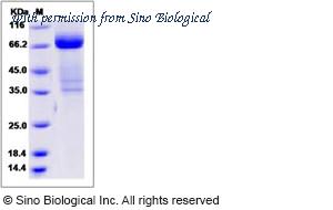 Sino Biological 13091-H02H image 1