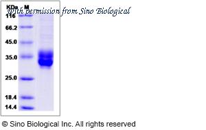 Sino Biological 80265-R07H image 1