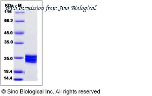 Sino Biological 11578-H08B image 1