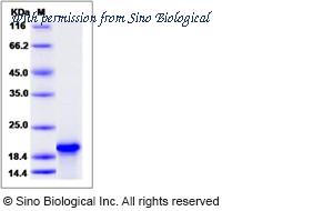 Sino Biological 11011-HNAE image 1