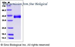 Sino Biological 11396-H08B image 1