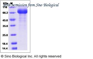 Sino Biological 12241-H02H image 1