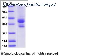 Sino Biological 13360-H08H image 1