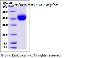 Sino Biological 13371-H08H image 1