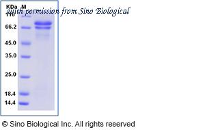 Sino Biological 13441-H08H image 1