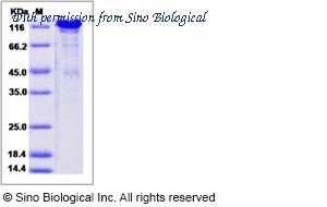 Sino Biological 50544-M08H image 1