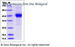 Sino Biological 90250-C02H image 1