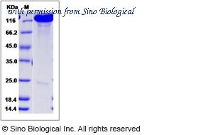 Sino Biological 51176-MCCH image 1