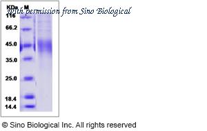 Sino Biological 80268-R07H image 1
