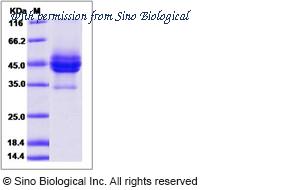 Sino Biological 80304-R04H image 1