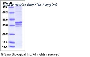 Sino Biological 15069-H08B image 1