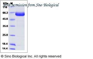 Sino Biological 90299-C02H image 1