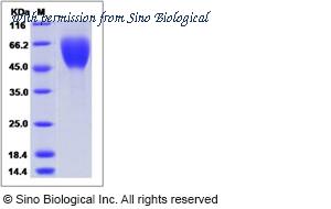 Sino Biological 40094-V08H image 1