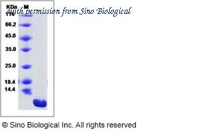 Sino Biological 10502-H08Y image 1