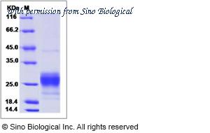 Sino Biological 50368-M08B image 1