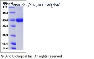 Sino Biological 50845-M08B image 1