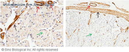 Sino Biological 10115-RP02 image 1