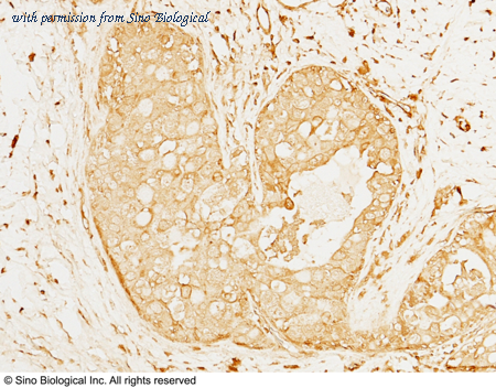 Sino Biological 10021-RP02 image 1
