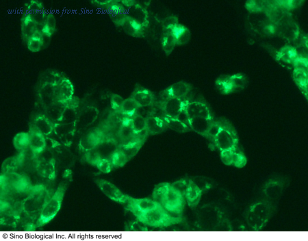Sino Biological 68001-R101 image 1