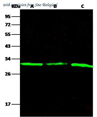 Sino Biological 12097-R103 image 1
