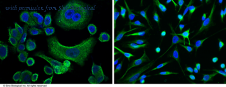 Sino Biological 12177-MM27 image 1