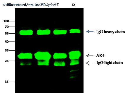 Sino Biological 12406-R014 image 1