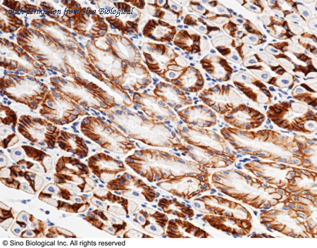 Sino Biological 50019-R001 image 1