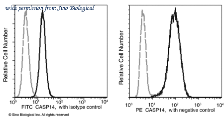 Sino Biological 11856-R006-P image 1
