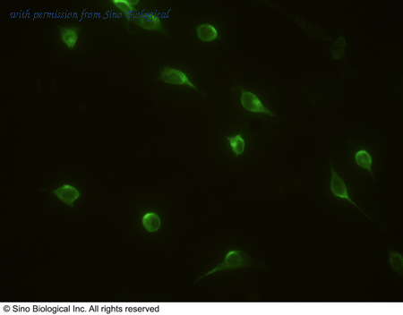 Sino Biological 10123-MM02 image 1