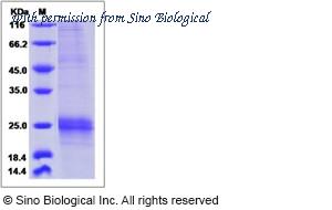Sino Biological 13861-H07H image 1