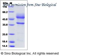 Sino Biological 15441-H05H image 1