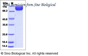 Sino Biological 51128-M02H image 1