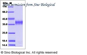 Sino Biological 15530-H07E image 1