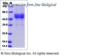 Sino Biological 12255-H01H image 1