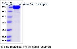 Sino Biological 70035-D02H image 1